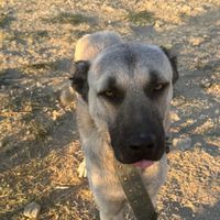 kangal_tigri_puma_rusha_