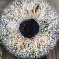 v.d.o06.95