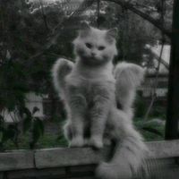 angel_therian5