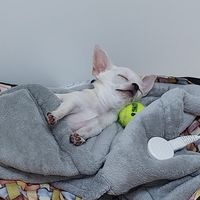 pocketkingchihuahua
