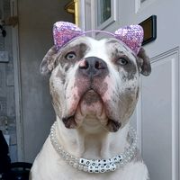 starlight_the_xl_bully