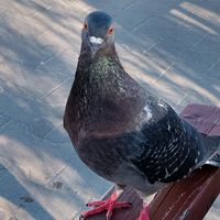 _promil