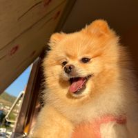 dogy_coco_
