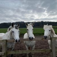 scarls.equine