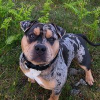 taz.le.bully