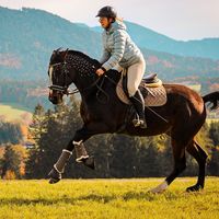 springporsche.acouro