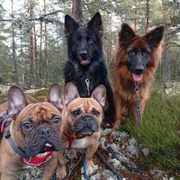 findogs_13
