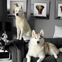 loki.dante.husky