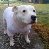 original sound - moo7485