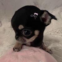 pleng_2605012