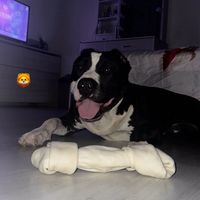 thor.amstaff_