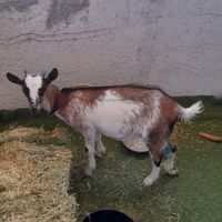 s.l.e.farm