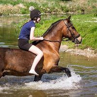 lmb.horsess