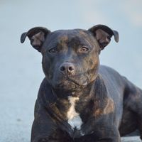 staffbull_aimy