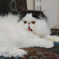 chatonsderaces