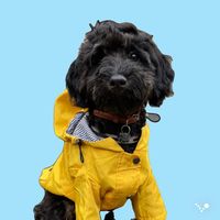 bumlethemaltipoo