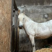 niamhs.equine.acc