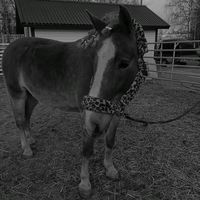 equestrian.._..odelia