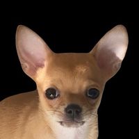 chihuahua.ragnar