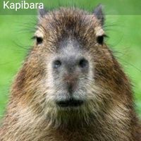 kapibara5766