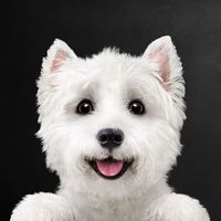 cesardogfood