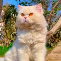 original sound - 🤩cute🤩