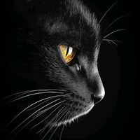 itx_black_cat_