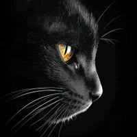 original sound - itx_black_cat_
