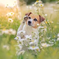 dogprincess.ilvy