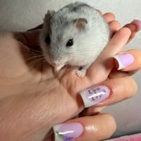 lilly_sweet_hamster