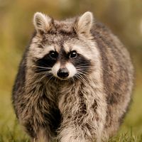 baertram_influenzbaer