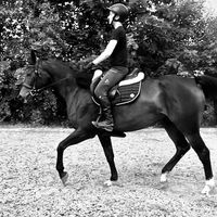 jassuhorses