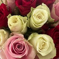 jolina_6167