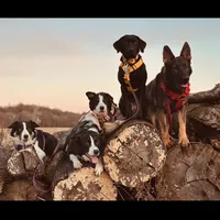 original sound - themworkingdogs