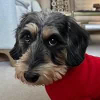 rupertthelittlebear
