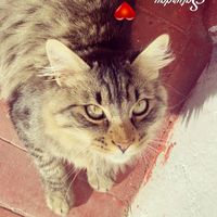 ampylubana