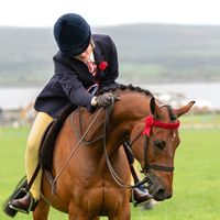 1 girl 4 horses