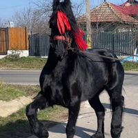 boby_sefu_zorosefu1