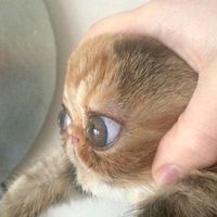 oriģinālā skaņa