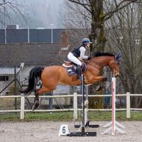 hedda.equi