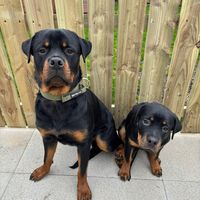 therowdyrotties
