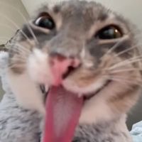 mreowwmeowmeow