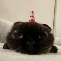 babyg4ng.7