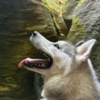 thehuskyfamily3