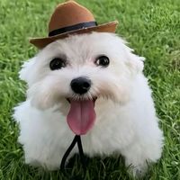 bysercuo