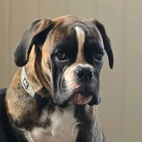 lissthedog