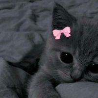 ur.fav.bety