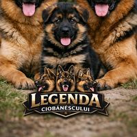 legendaciobanescului
