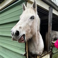zandpony