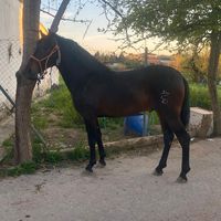 tamara_cordoba2
